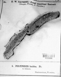 Ganoderma lucidum image